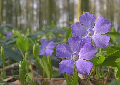 Két lila periwinkle virág közeli képe erdő hátterével.